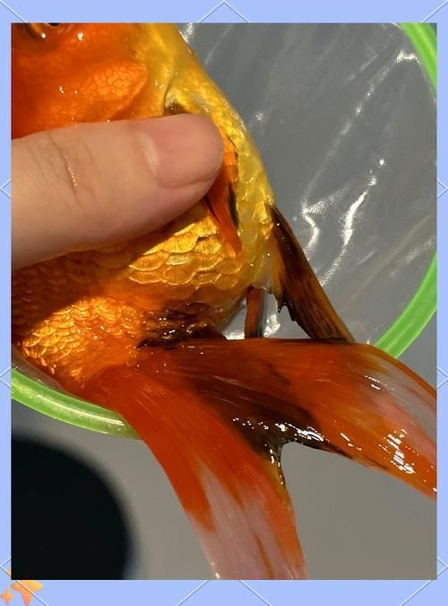 如何判斷金魚爛尾是否嚴重，如何判斷金魚是否嚴重爛尾