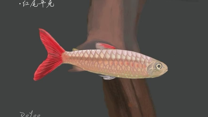 如何判斷紅尾平克魚的健康狀況 如何判斷紅尾平克魚的健康狀況 龍魚百科 第2張