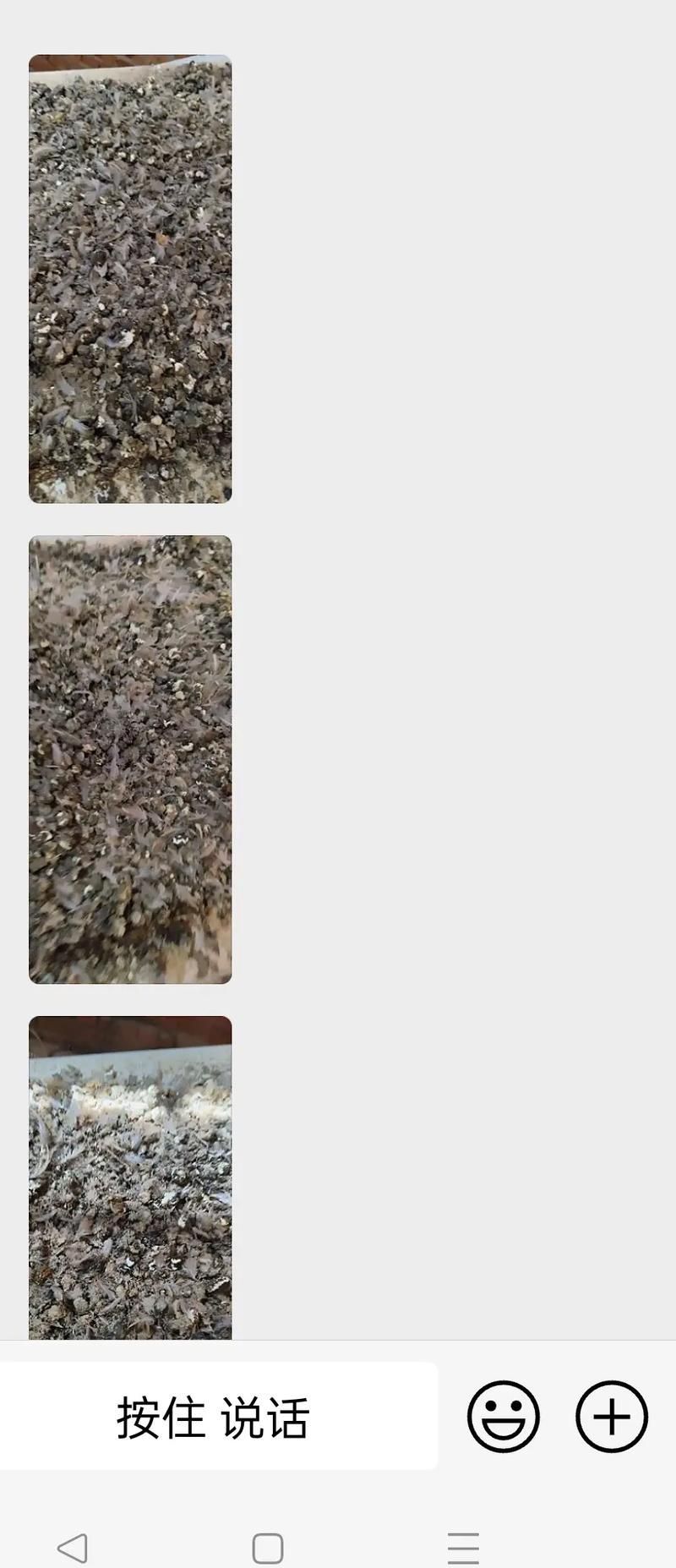 如何判斷紅尾平克魚的健康狀況 如何判斷紅尾平克魚的健康狀況 龍魚百科 第9張