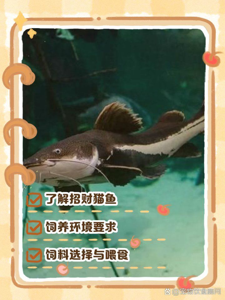 如何區分招財貓魚的品種，如何區分“招財貓魚” 如何區分招財貓魚的品種，如何區分“招財貓魚” 龍魚百科 第9張