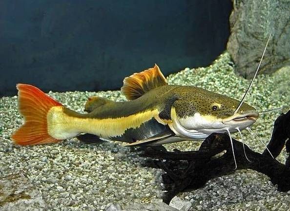 如何區分招財貓魚的品種，如何區分“招財貓魚” 如何區分招財貓魚的品種，如何區分“招財貓魚” 龍魚百科 第3張