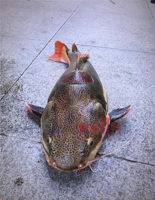 如何區分招財貓魚的品種，如何區分“招財貓魚” 如何區分招財貓魚的品種，如何區分“招財貓魚” 龍魚百科 第1張