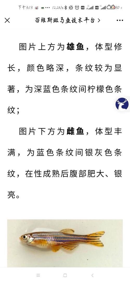 斑馬魚公母對照圖 龍魚百科 第6張 斑馬魚公母對照圖 斑馬魚公母對照圖 龍魚百科 第6張