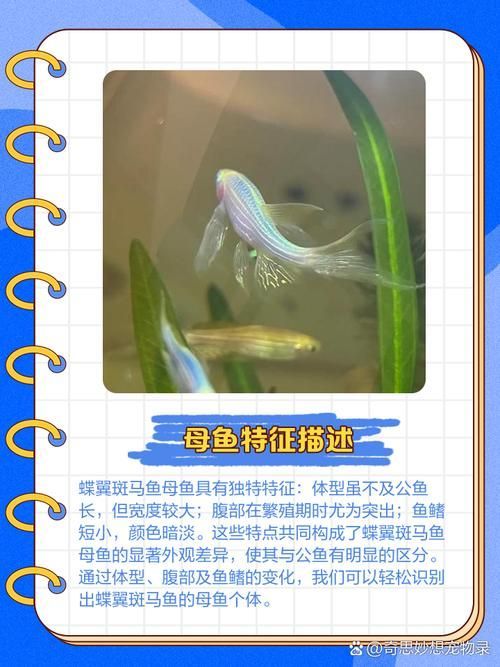 斑馬魚公母對照圖 龍魚百科 第3張 斑馬魚公母對照圖 斑馬魚公母對照圖 龍魚百科 第3張