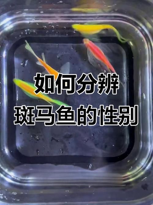 斑馬魚公母對照圖 龍魚百科 第2張 斑馬魚公母對照圖 斑馬魚公母對照圖 龍魚百科 第2張