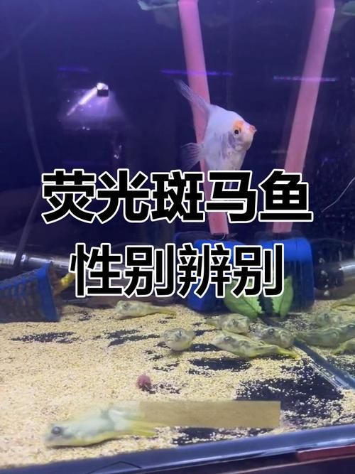 斑馬魚公母對照圖 斑馬魚公母對照圖 龍魚百科 第11張