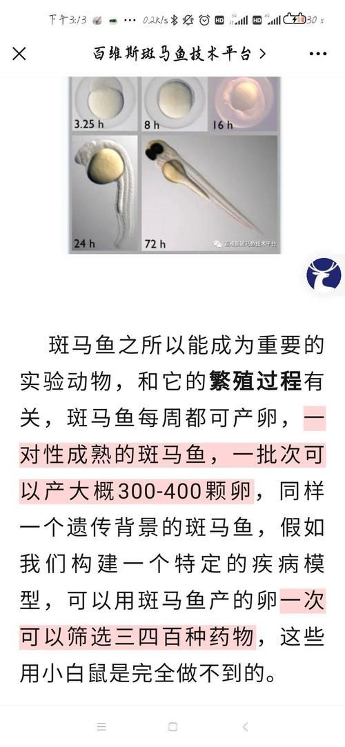 斑馬魚公母對照圖 龍魚百科 第10張 斑馬魚公母對照圖 斑馬魚公母對照圖 龍魚百科 第10張