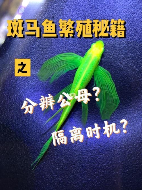 斑馬魚公母對照圖 龍魚百科 第5張 斑馬魚公母對照圖 斑馬魚公母對照圖 龍魚百科 第5張