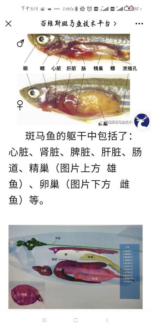 斑馬魚公母對照圖 龍魚百科 第4張 斑馬魚公母對照圖 斑馬魚公母對照圖 龍魚百科 第4張