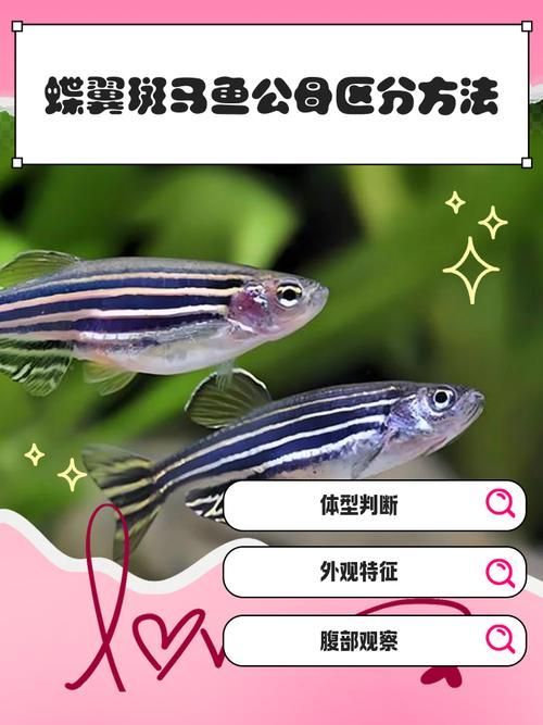 斑馬魚公母對照圖 龍魚百科 第1張 斑馬魚公母對照圖 斑馬魚公母對照圖 龍魚百科 第1張