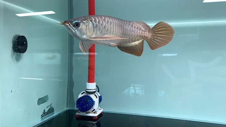 孟吉爾漁場紅龍魚的購買流程，孟吉爾漁場紅龍魚的購買流程詳解 孟吉爾漁場紅龍魚的購買流程，孟吉爾漁場紅龍魚的購買流程詳解 龍魚百科 第4張