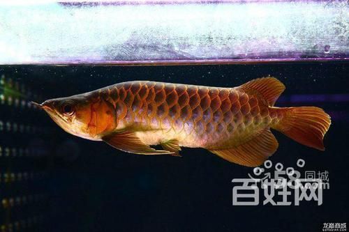 孟吉爾漁場紅龍魚的購買流程，孟吉爾漁場紅龍魚的購買流程詳解 孟吉爾漁場紅龍魚的購買流程，孟吉爾漁場紅龍魚的購買流程詳解 龍魚百科 第1張