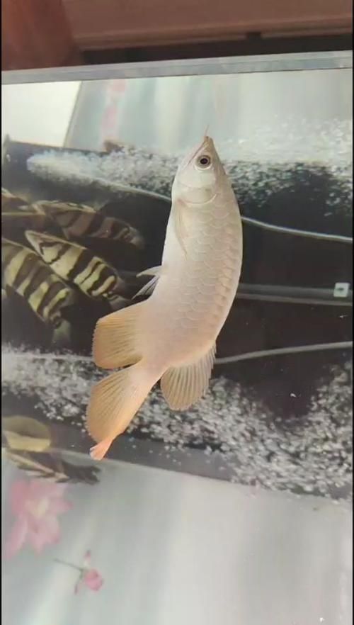 孟吉爾漁場紅龍魚的購買流程，孟吉爾漁場紅龍魚的購買流程詳解 孟吉爾漁場紅龍魚的購買流程，孟吉爾漁場紅龍魚的購買流程詳解 龍魚百科 第6張