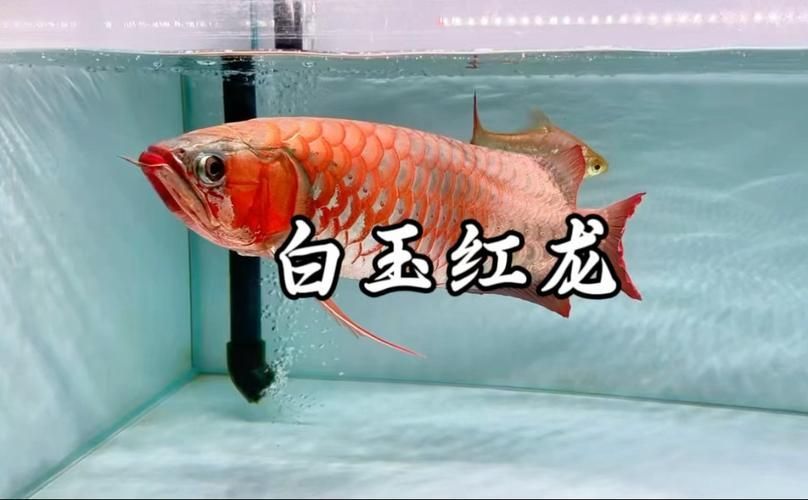 白玉紅龍魚的飼養方法有哪些？，白玉紅龍魚的飼養方法