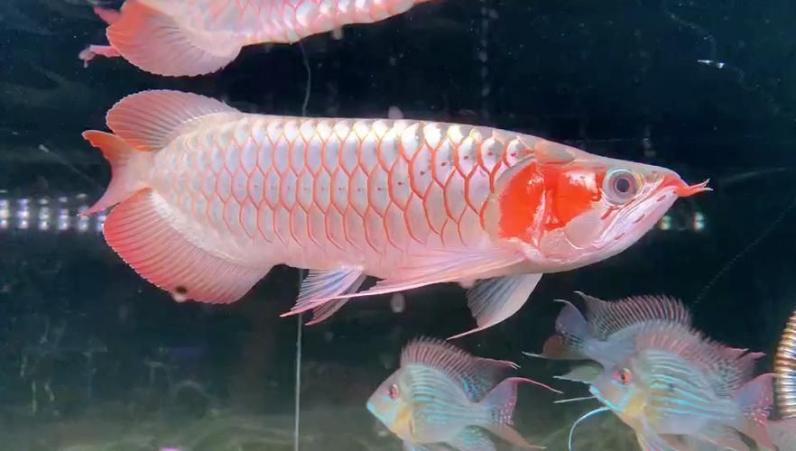 白玉紅龍魚的飼養方法有哪些？，白玉紅龍魚的飼養方法