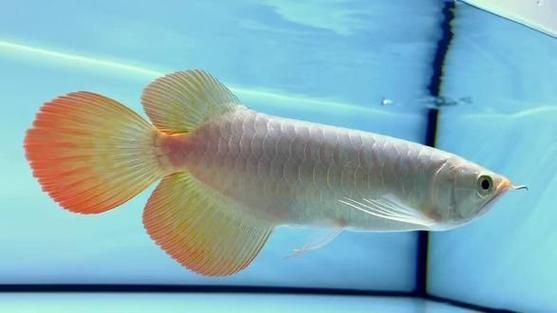 白玉紅龍魚的飼養方法有哪些？，白玉紅龍魚的飼養方法