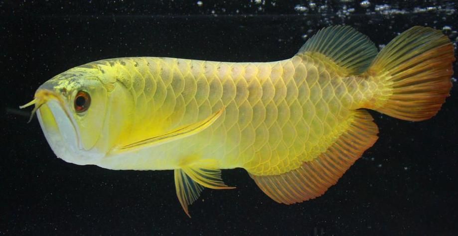 哪里可以找到古典金龍魚的高清圖片?,古典金龍魚的高清圖片辨識圖鑒,古典過背金龍魚的辨識圖鑒 龍魚百科 第16張 哪里可以找到古典金龍魚的高清圖片?,古典金龍魚的高清圖片辨識圖鑒,古典過背金龍魚的辨識圖鑒 哪里可以找到古典金龍魚的高清圖片?,古典金龍魚的高清圖片辨識圖鑒,古典過背金龍魚的辨識圖鑒 龍魚百科 第16張