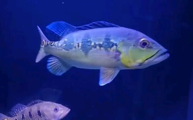藍帆三間魚和祥龍魚場有何歷史淵源，“藍帆三間魚與祥龍魚場之間的歷史淵源思考完成銷售