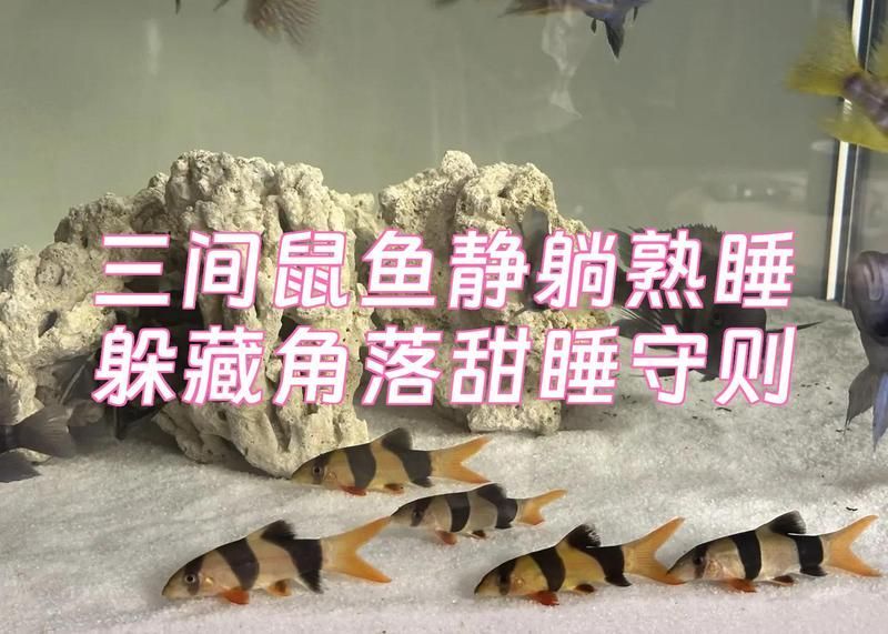如何判斷三間鼠魚的質量，如何判斷三間鼠魚是否健康？