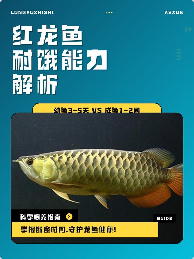 龍魚幼期和成年期哪個更耐餓，龍魚幼期和成年期哪個更耐餓龍魚幼期和成年期哪個更耐餓
