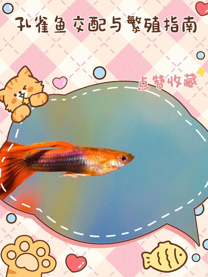 孔雀魚繁殖需要哪些條件，孔雀魚繁殖需要哪些條件，孔雀魚繁殖需要滿足哪些條件