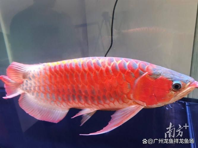 給我推薦一些中國龍魚品種的圖片,中國常見龍魚品種的對比表 龍魚百科 第12張 給我推薦一些中國龍魚品種的圖片,中國常見龍魚品種的對比表 給我推薦一些中國龍魚品種的圖片,中國常見龍魚品種的對比表 龍魚百科 第12張