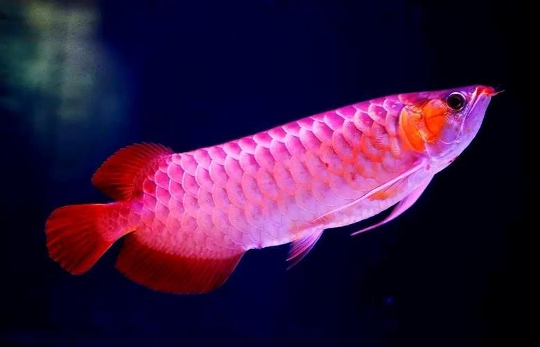 給我推薦一些中國龍魚品種的圖片,中國常見龍魚品種的對比表 龍魚百科 第20張 給我推薦一些中國龍魚品種的圖片,中國常見龍魚品種的對比表 給我推薦一些中國龍魚品種的圖片,中國常見龍魚品種的對比表 龍魚百科 第20張