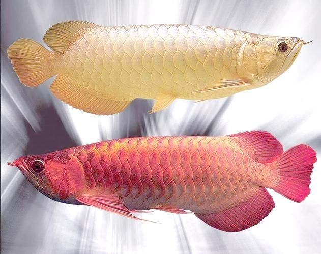 給我推薦一些中國龍魚品種的圖片,中國常見龍魚品種的對比表 龍魚百科 第6張 給我推薦一些中國龍魚品種的圖片,中國常見龍魚品種的對比表 給我推薦一些中國龍魚品種的圖片,中國常見龍魚品種的對比表 龍魚百科 第6張