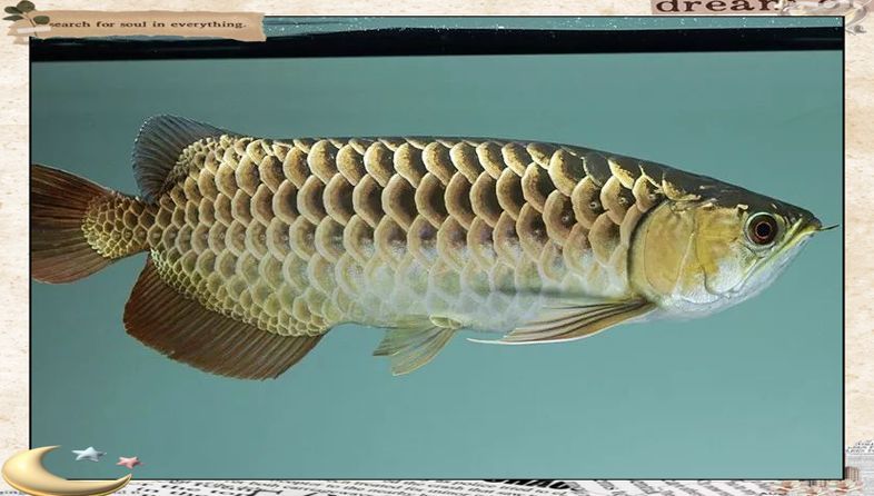 給我一些古典金龍魚的圖片，古典金龍魚選購避坑指南