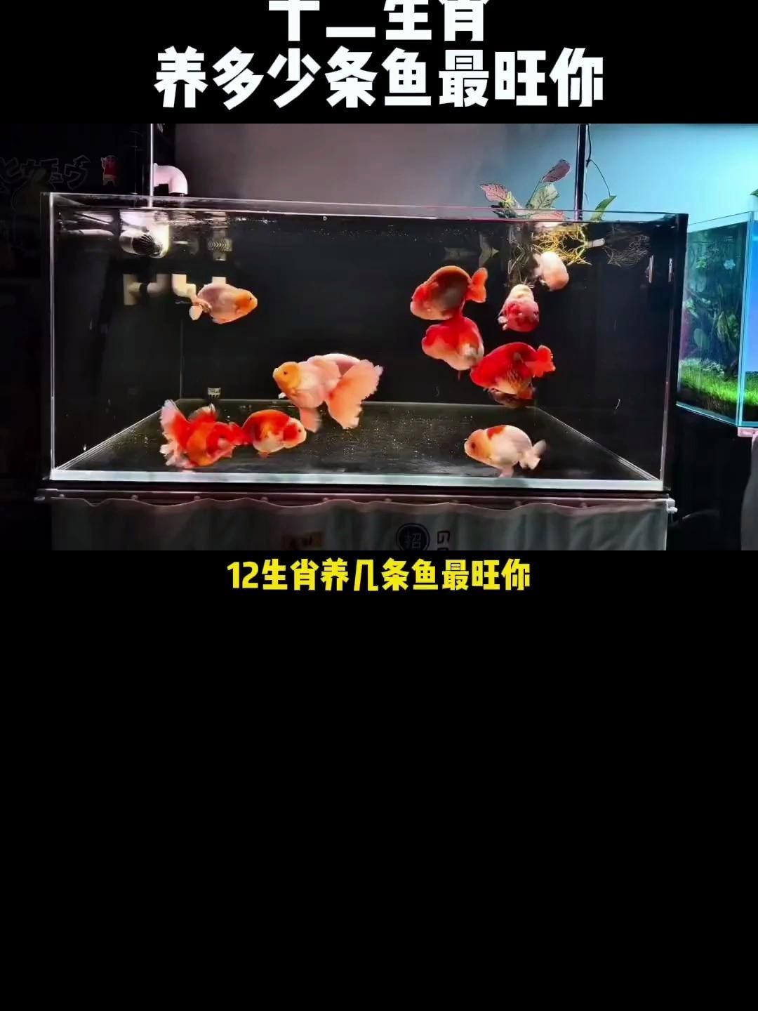 屬龍養(yǎng)魚養(yǎng)幾條最好，屬龍人養(yǎng)魚有哪些禁忌