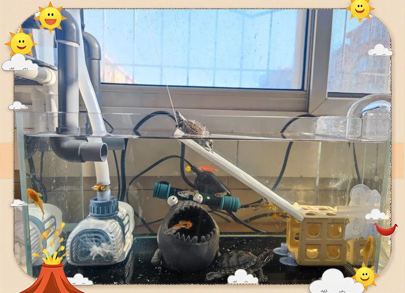龜魚同缸有哪些成功案例 龜魚同缸有哪些成功案例 龍魚百科 第1張