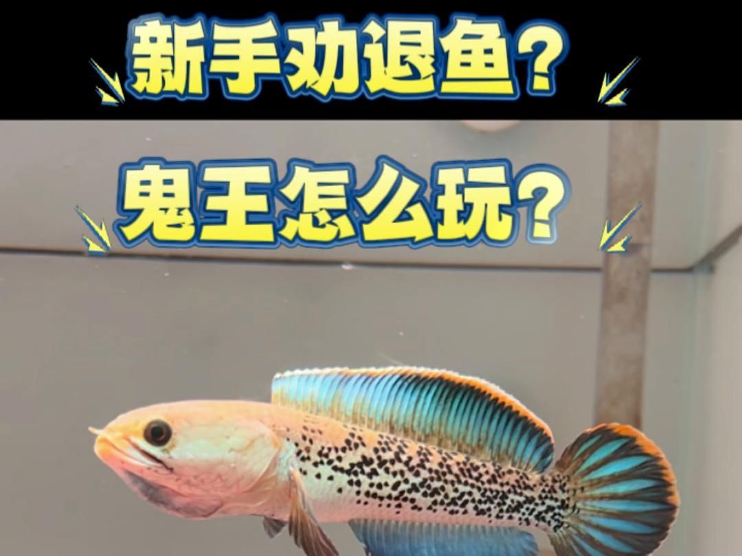鬼王雷龍的飼養(yǎng)方法，雷龍科普之鬼王雷龍