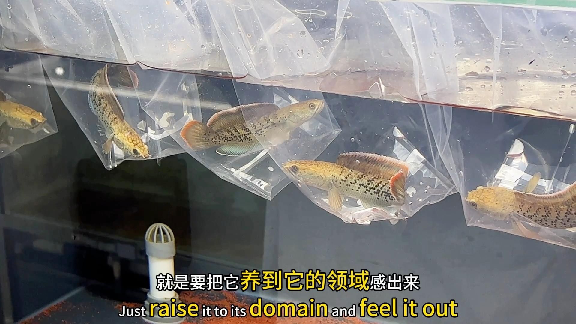 鬼王雷龍的飼養(yǎng)方法，雷龍科普之鬼王雷龍