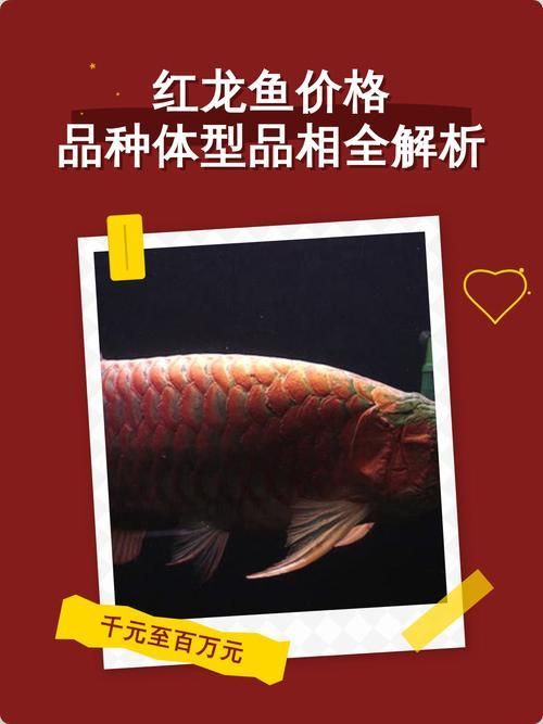 龍魚在廣西的市場價格是多少？，龍魚在廣西的價格是多少？