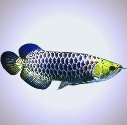 能推薦一些適合微信頭像的龍魚圖片嗎？，有哪些適合微信頭像的龍魚圖片推薦？
