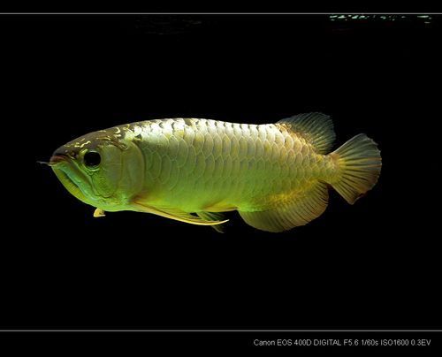 能推薦一些適合微信頭像的龍魚圖片嗎？，有哪些適合微信頭像的龍魚圖片推薦？