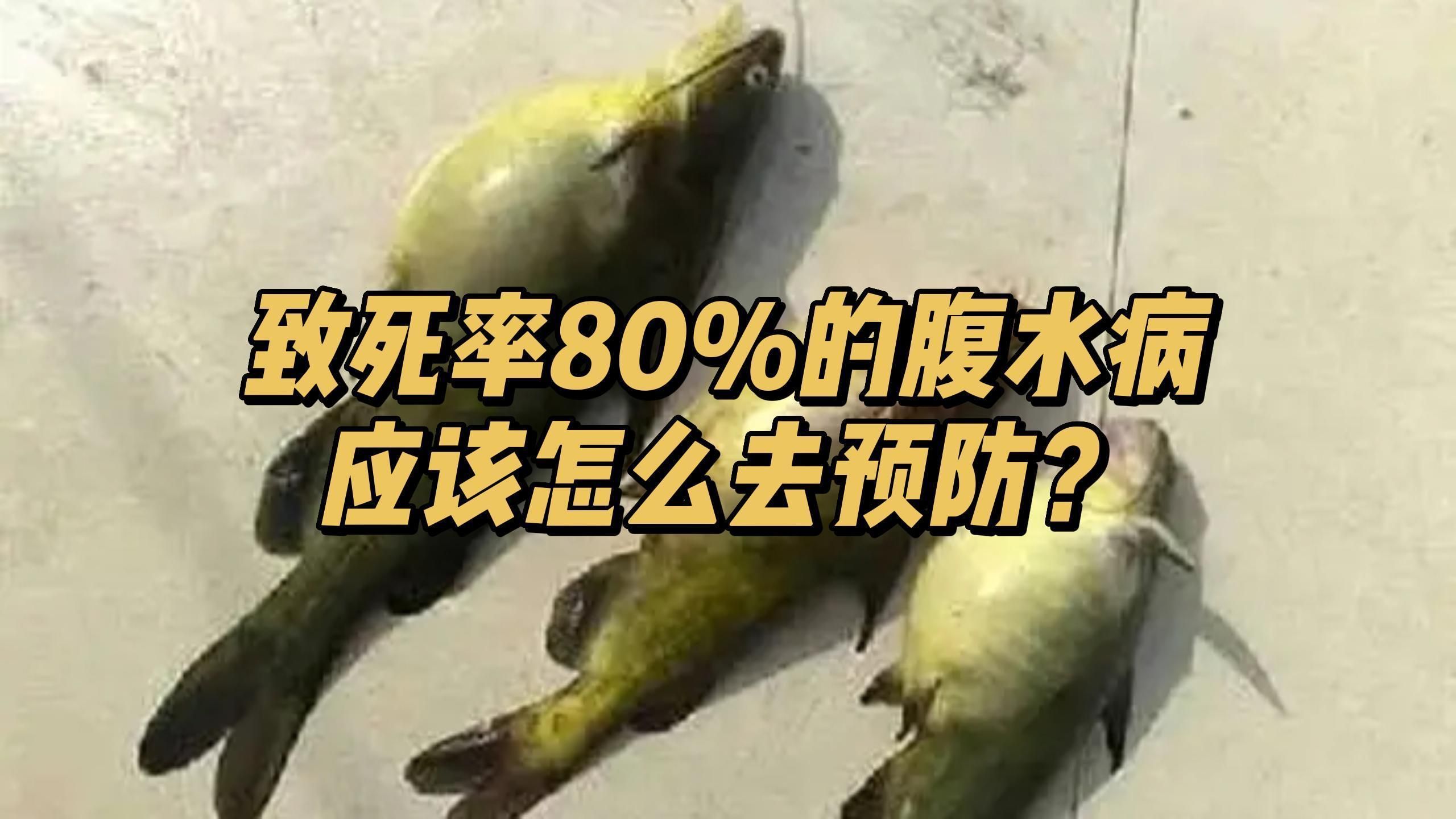 哪些藥物可以有效治療魚腹水，哪些藥物可以有效治療魚腹水,魚類腹水是一種常見且致死率較高的病癥 哪些藥物可以有效治療魚腹水，哪些藥物可以有效治療魚腹水,魚類腹水是一種常見且致死率較高的病癥 龍魚百科