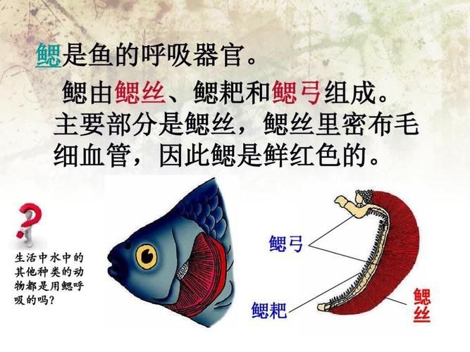 能否提供一張影響魚類呼吸的示意圖,影響魚類呼吸的因素 龍魚百科 第7張 能否提供一張影響魚類呼吸的示意圖,影響魚類呼吸的因素 能否提供一張影響魚類呼吸的示意圖,影響魚類呼吸的因素 龍魚百科 第7張