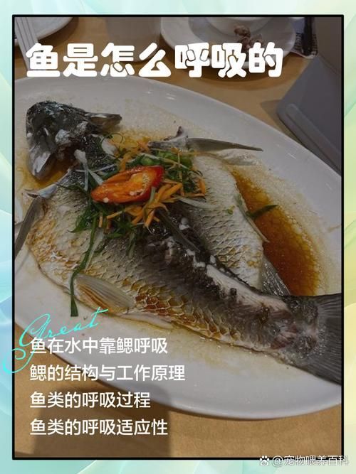 能否提供一張影響魚類呼吸的示意圖，影響魚類呼吸的因素 能否提供一張影響魚類呼吸的示意圖，影響魚類呼吸的因素 龍魚百科 第17張