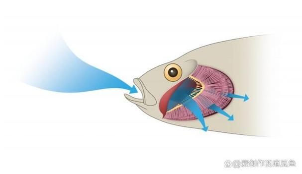 能否提供一張影響魚類呼吸的示意圖,影響魚類呼吸的因素 龍魚百科 第12張 能否提供一張影響魚類呼吸的示意圖,影響魚類呼吸的因素 能否提供一張影響魚類呼吸的示意圖,影響魚類呼吸的因素 龍魚百科 第12張