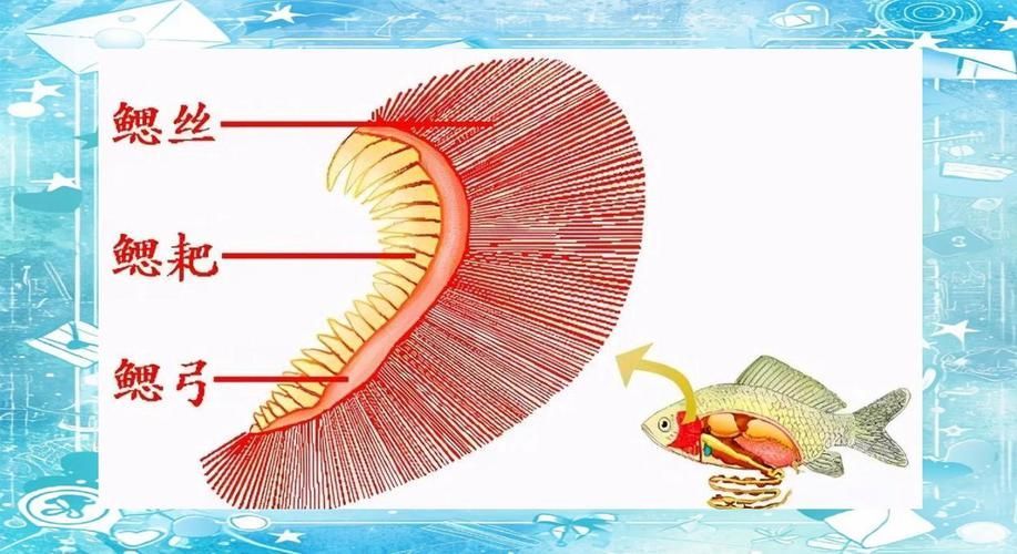 能否提供一張影響魚類呼吸的示意圖,影響魚類呼吸的因素 龍魚百科 第14張 能否提供一張影響魚類呼吸的示意圖,影響魚類呼吸的因素 能否提供一張影響魚類呼吸的示意圖,影響魚類呼吸的因素 龍魚百科 第14張