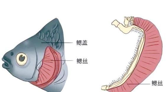 能否提供一張影響魚類呼吸的示意圖,影響魚類呼吸的因素 龍魚百科 第9張 能否提供一張影響魚類呼吸的示意圖,影響魚類呼吸的因素 能否提供一張影響魚類呼吸的示意圖,影響魚類呼吸的因素 龍魚百科 第9張