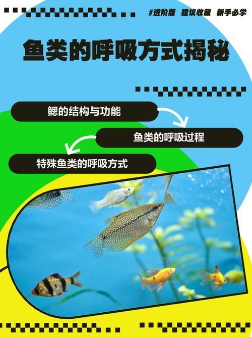 能否提供一張影響魚類呼吸的示意圖,影響魚類呼吸的因素 龍魚百科 第4張 能否提供一張影響魚類呼吸的示意圖,影響魚類呼吸的因素 能否提供一張影響魚類呼吸的示意圖,影響魚類呼吸的因素 龍魚百科 第4張