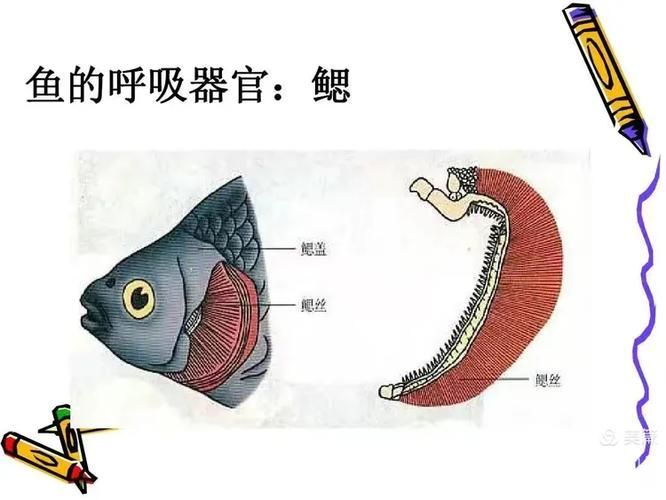 能否提供一張影響魚類呼吸的示意圖,影響魚類呼吸的因素 龍魚百科 第2張 能否提供一張影響魚類呼吸的示意圖,影響魚類呼吸的因素 能否提供一張影響魚類呼吸的示意圖,影響魚類呼吸的因素 龍魚百科 第2張
