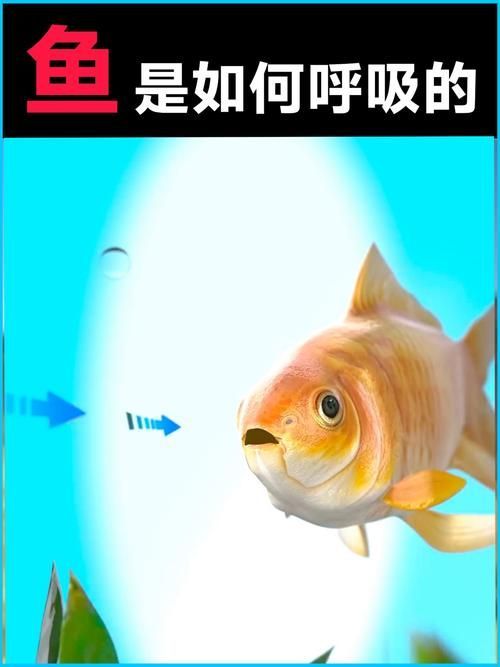 能否提供一張影響魚類呼吸的示意圖,影響魚類呼吸的因素 龍魚百科 第5張 能否提供一張影響魚類呼吸的示意圖,影響魚類呼吸的因素 能否提供一張影響魚類呼吸的示意圖,影響魚類呼吸的因素 龍魚百科 第5張