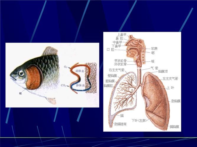 能否提供一張影響魚類呼吸的示意圖,影響魚類呼吸的因素 龍魚百科 第6張 能否提供一張影響魚類呼吸的示意圖,影響魚類呼吸的因素 能否提供一張影響魚類呼吸的示意圖,影響魚類呼吸的因素 龍魚百科 第6張
