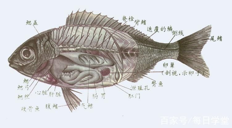 能否提供一張影響魚類呼吸的示意圖,影響魚類呼吸的因素 龍魚百科 第8張 能否提供一張影響魚類呼吸的示意圖,影響魚類呼吸的因素 能否提供一張影響魚類呼吸的示意圖,影響魚類呼吸的因素 龍魚百科 第8張