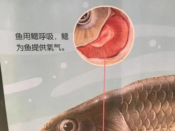 能否提供一張影響魚類呼吸的示意圖,影響魚類呼吸的因素 龍魚百科 第3張 能否提供一張影響魚類呼吸的示意圖,影響魚類呼吸的因素 能否提供一張影響魚類呼吸的示意圖,影響魚類呼吸的因素 龍魚百科 第3張