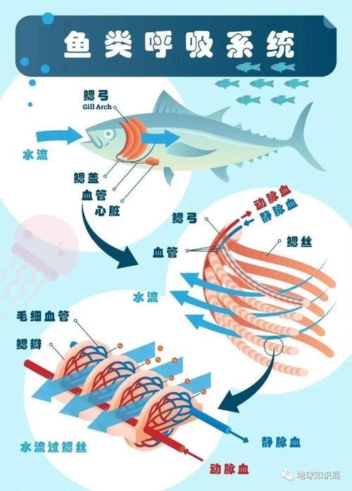 能否提供一張影響魚類呼吸的示意圖,影響魚類呼吸的因素 龍魚百科 第1張 能否提供一張影響魚類呼吸的示意圖,影響魚類呼吸的因素 能否提供一張影響魚類呼吸的示意圖,影響魚類呼吸的因素 龍魚百科 第1張