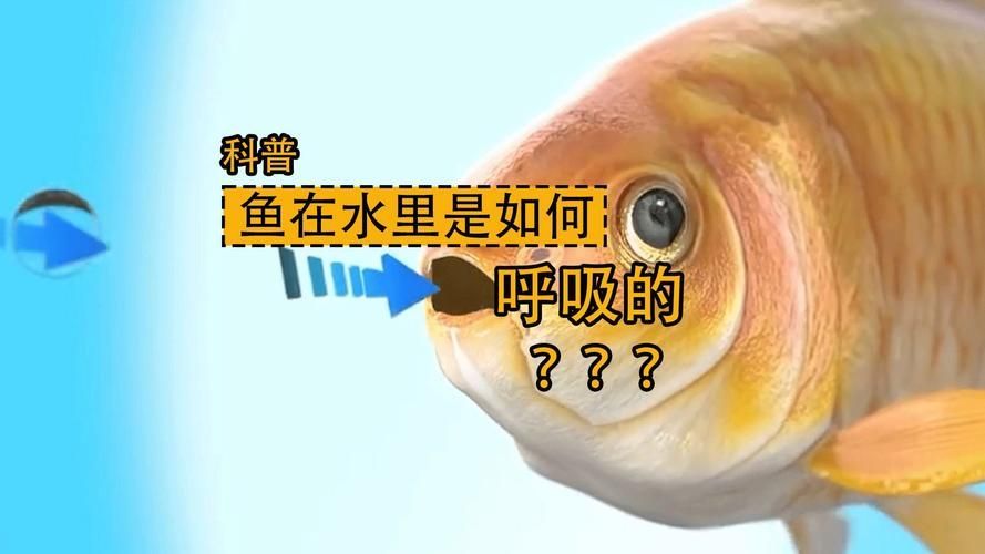 能否提供一張影響魚類呼吸的示意圖,影響魚類呼吸的因素 龍魚百科 第11張 能否提供一張影響魚類呼吸的示意圖,影響魚類呼吸的因素 能否提供一張影響魚類呼吸的示意圖,影響魚類呼吸的因素 龍魚百科 第11張
